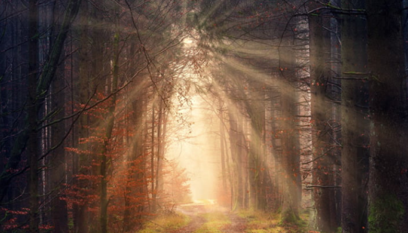 Sunlight shining through forest