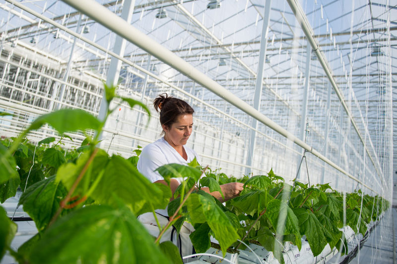 Greenhouse